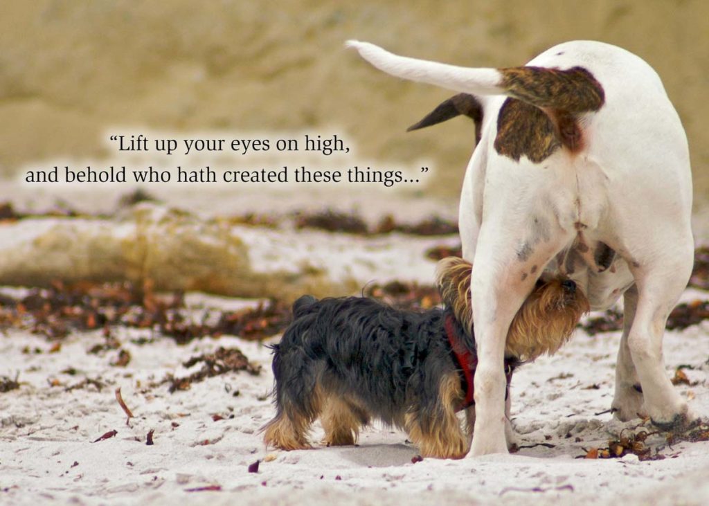 “Lift up your eyes on high, and behold who hath created these things...”